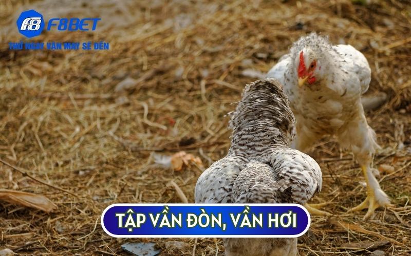 Tập vần đòn, vần hơi sẽ giúp gà đá có thể trở dũng mãnh và khỏe mạnh hơn