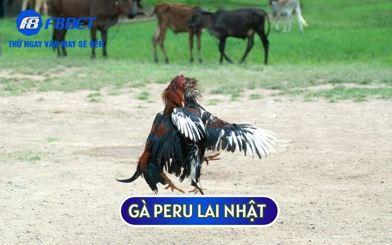 Gà đá Peru lai Nhật thường có sự khác biệt về hình dáng so với các giống thuần chủng