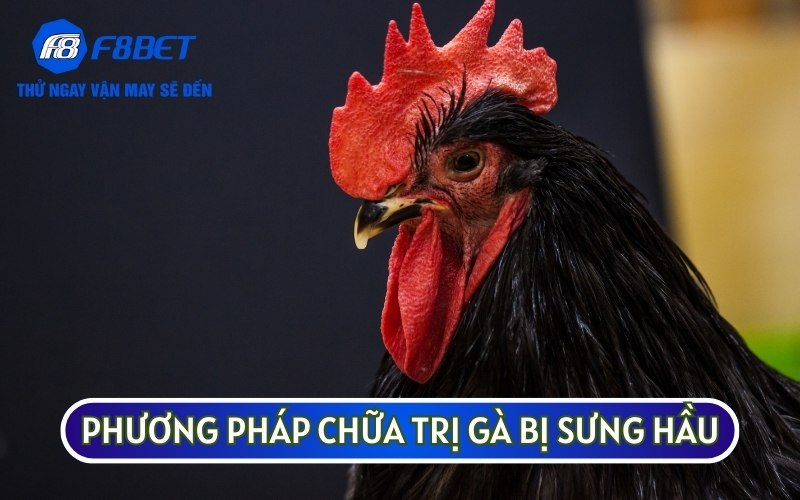 Chia Sẻ Các Phương Pháp Chữa Trị Gà Bị Sưng Hầu Nhanh Nhất